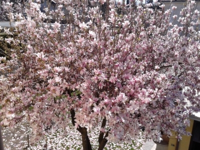 La Magnolia